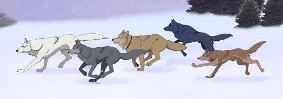 Kiba, Tsume, Hige, Toboe, & Blue (Wolf's Rain) π«